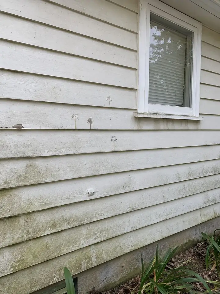 Painted weatherboard house wall in brisbane before pressure cleaning
